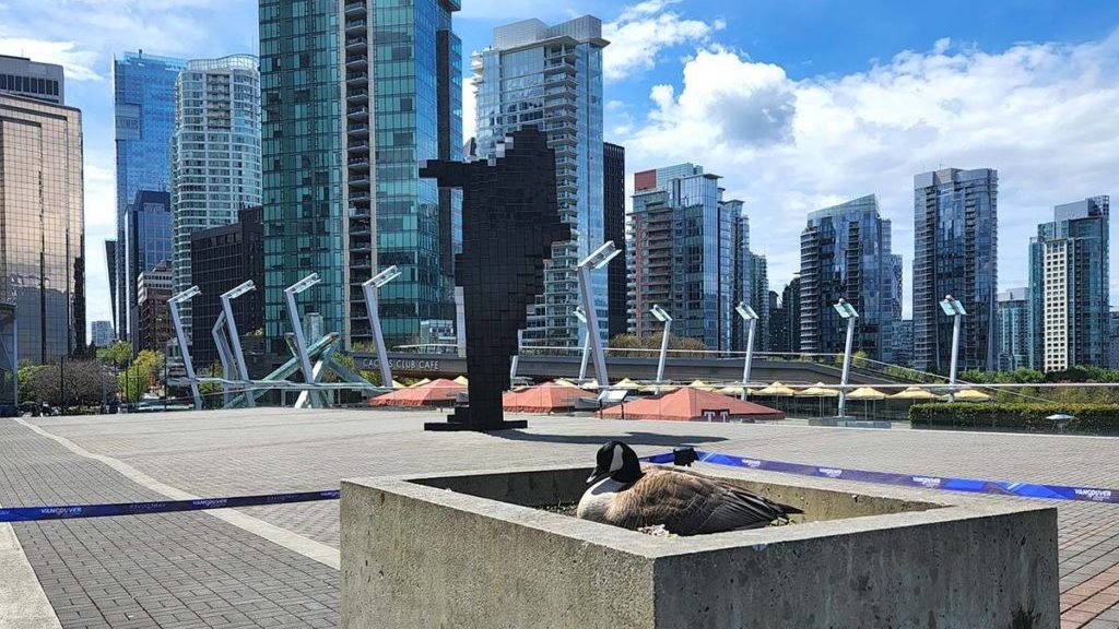 Soon-to-be mother goose receiving VIP treatment at Vancouver Convention Centre