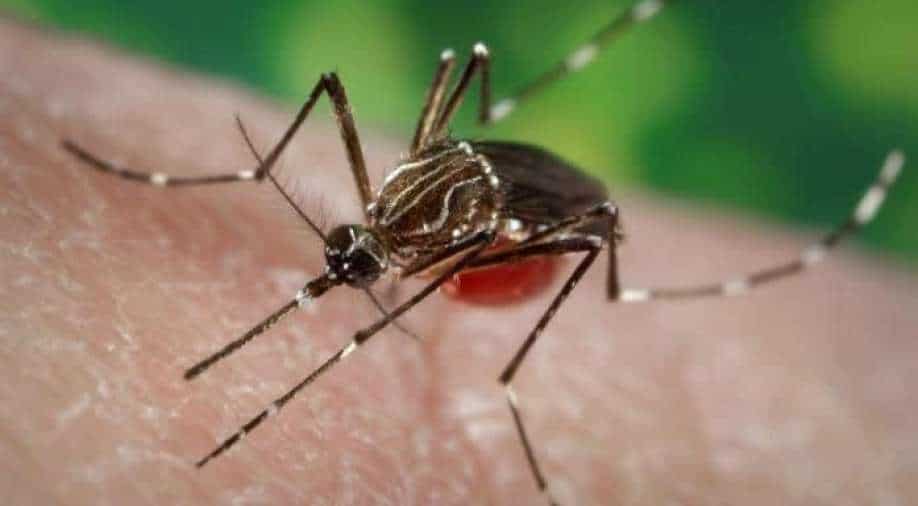 Scientists reveal why mosquitoes prefer human blood over other animals – World News – WION