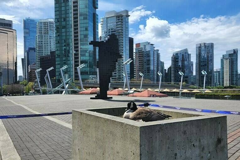 Mother goose nests safely outside Vancouver Convention Centre on Mother’s Day – Saanich News