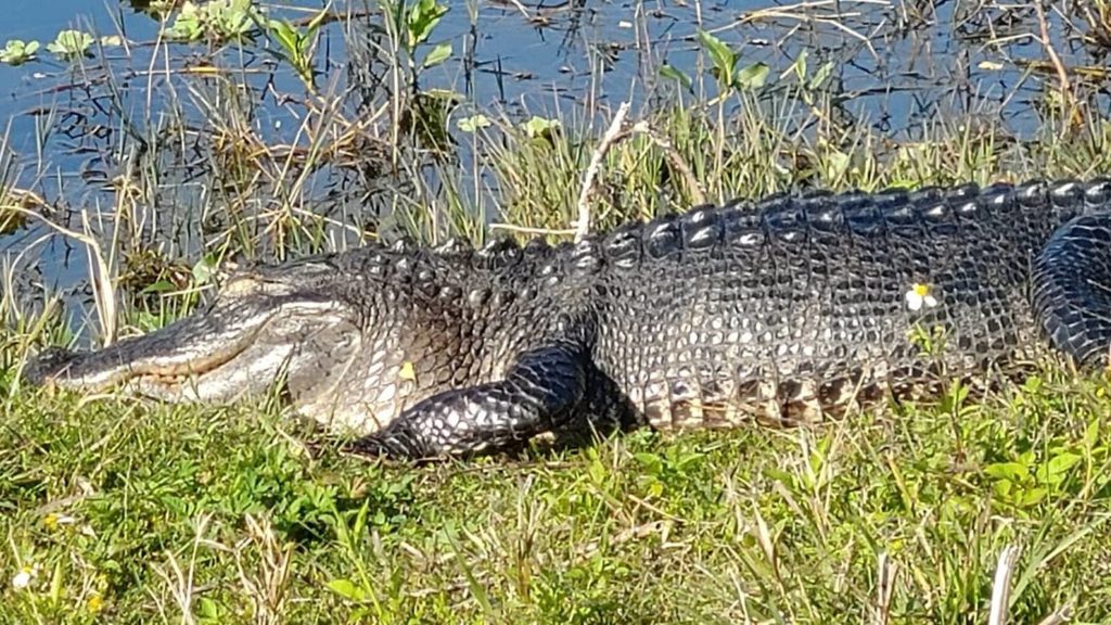 Watch: 12-foot alligator chomps down on Florida photographer’s camera – FOX 13 Memphis