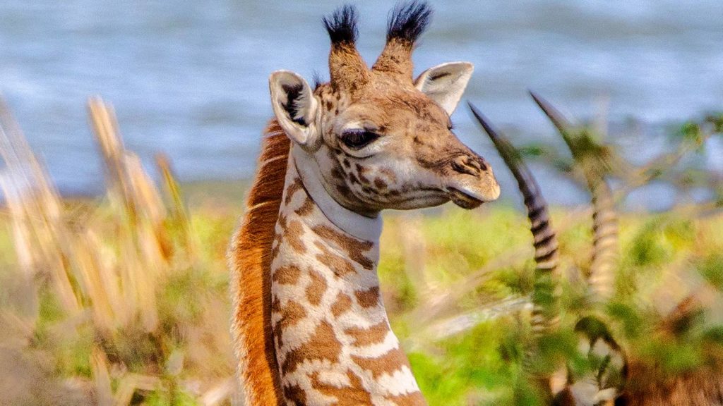 Baby giraffe born at New York zoo – FOX13 News Memphis