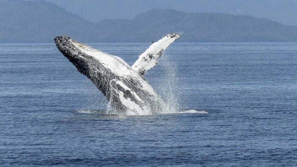 Morning Start: Whales are mammals so they produce… – Penticton Western News