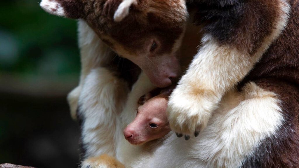 Bronx Zoo welcomes baby tree kangaroo – KIRO 7