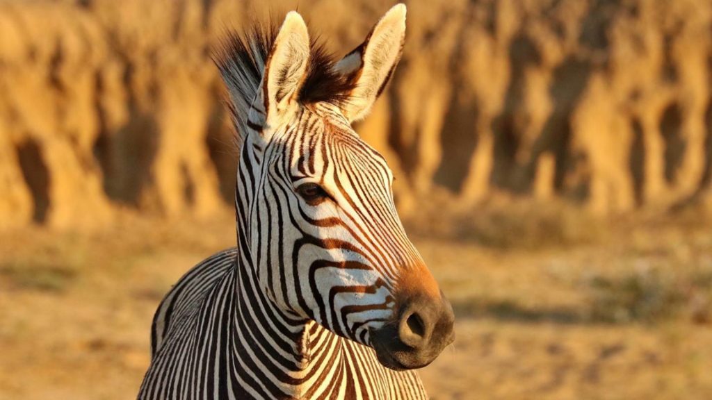 Iowa zoo welcomes ‘quirky’ zebra foal, addax calf – KIRO 7