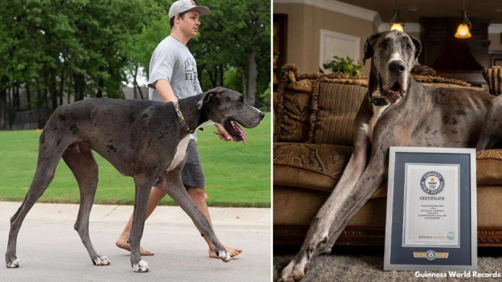 Meet Zeus: The tallest dog in the world | Trending News,The Indian Express