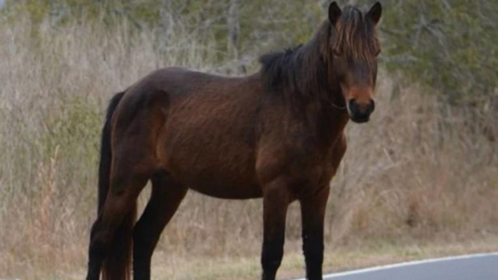 Aggressive horse exiled from Maryland national park, authorities say – FOX 13 Memphis