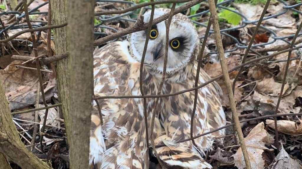 Michigan public safety officers rescue rare trapped owl – KIRO 7