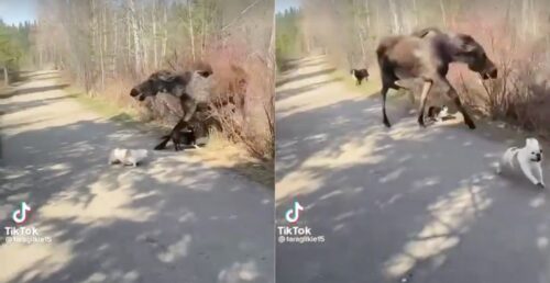 Terrifying trail: Moose charges dogs during walk (VIDEO) | News – Daily Hive
