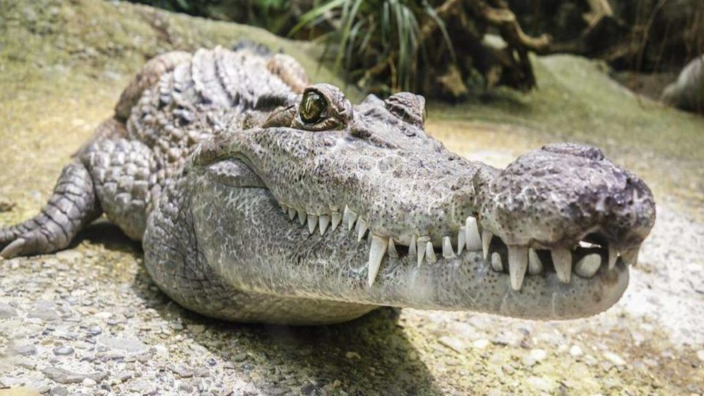Morning Start: Crocodiles can’t move their tongues – Penticton Western News