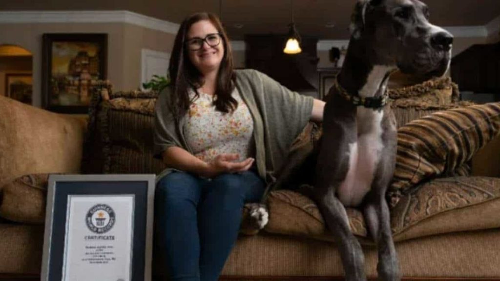 Is it a horse? Nope, it’s tallest dog in the world – Photos News – WION