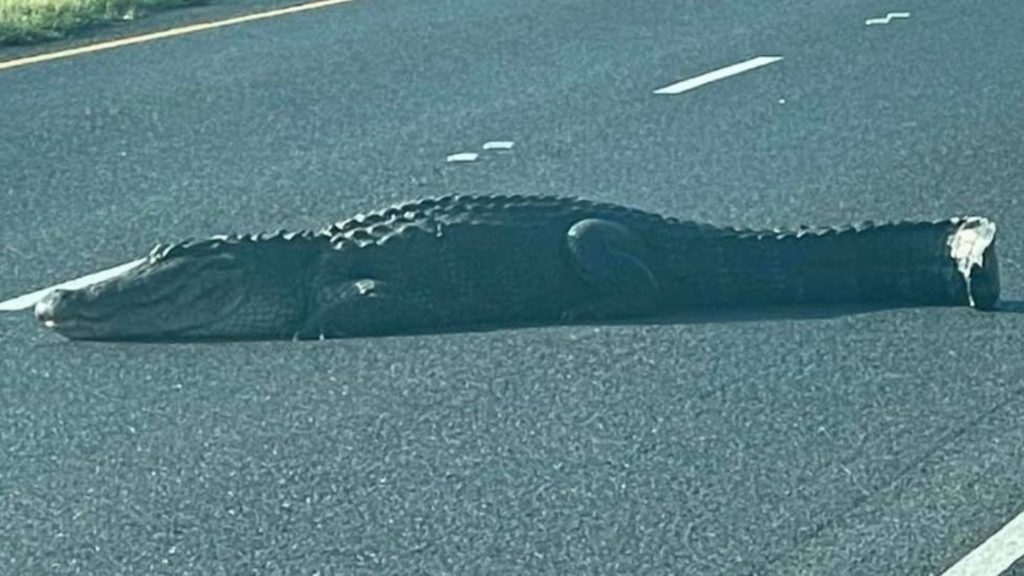 Large, sunbathing alligator blocks traffic on Louisiana interstate – KIRO 7
