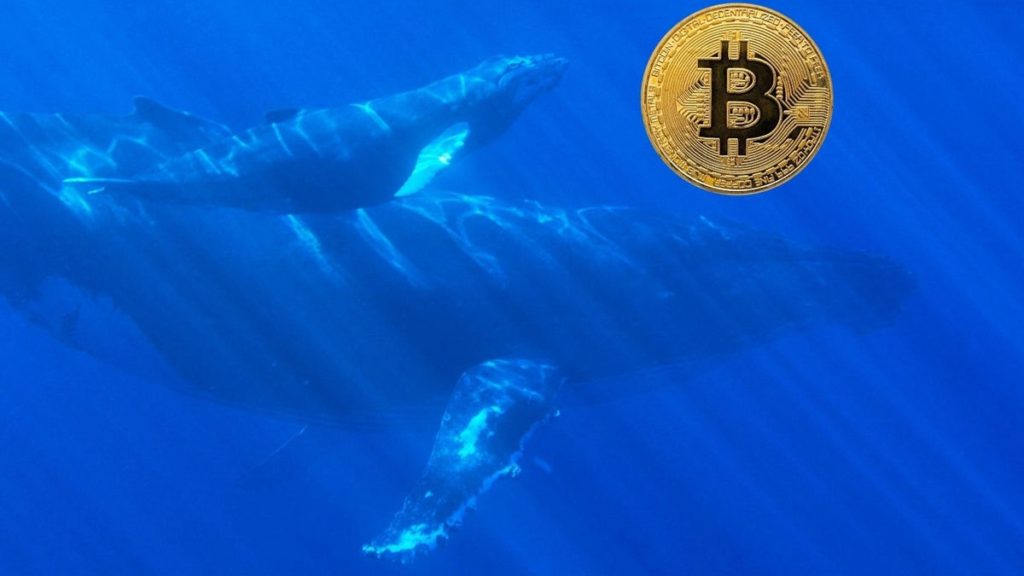 Bitcoin Whales Mate And Reproduce: There’s Now 101 Wallets With At Least $300M Of Bitcoin
